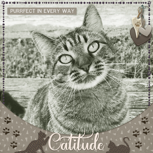 Purrfect Cattitude