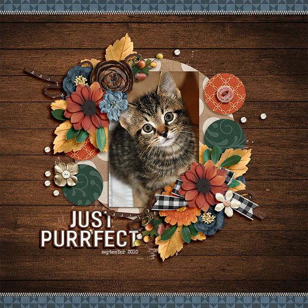 purrfect