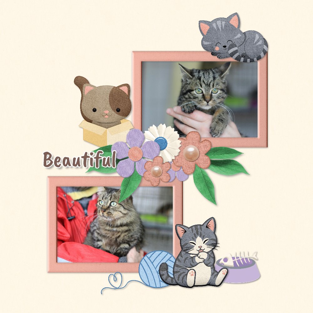 Purrfet spring.jpg