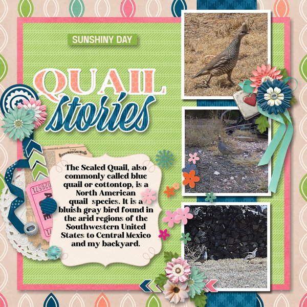 Quail Stories