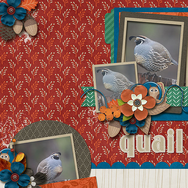 Quail