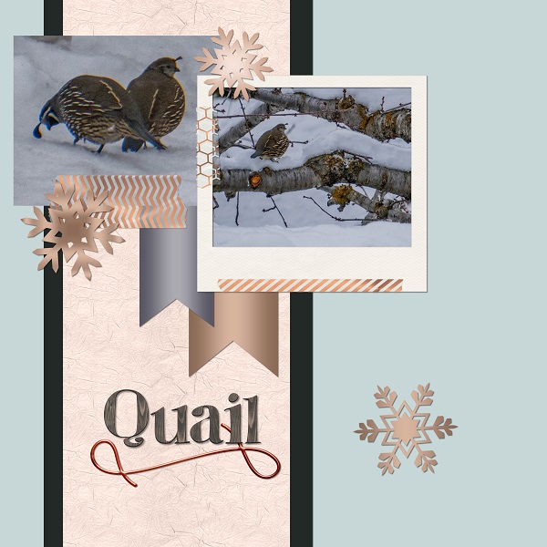 Quail