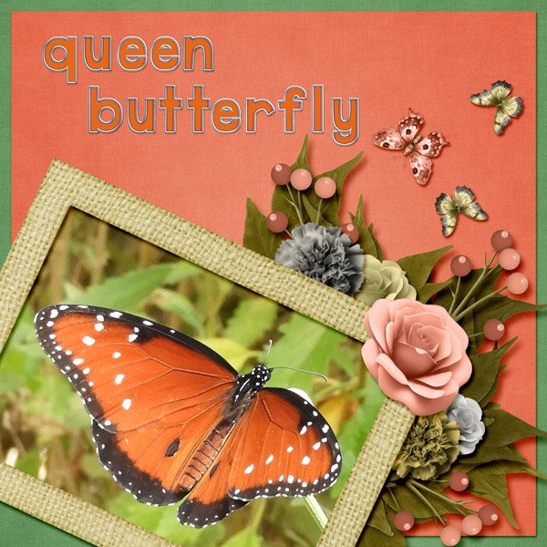Queen Butterfly small.jpg