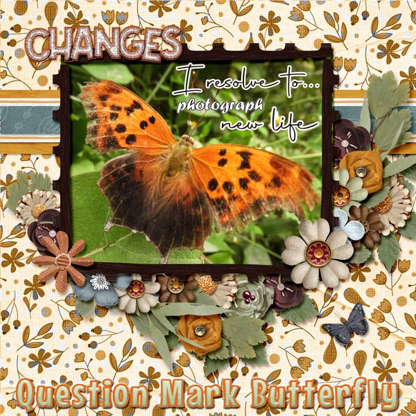 question mark butterfly small.jpg