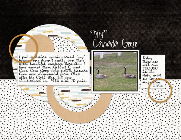 "My" Canada Geese