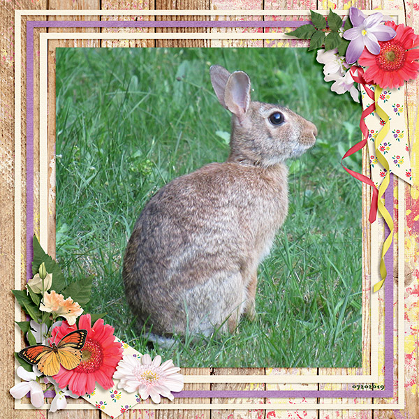 Rabbit