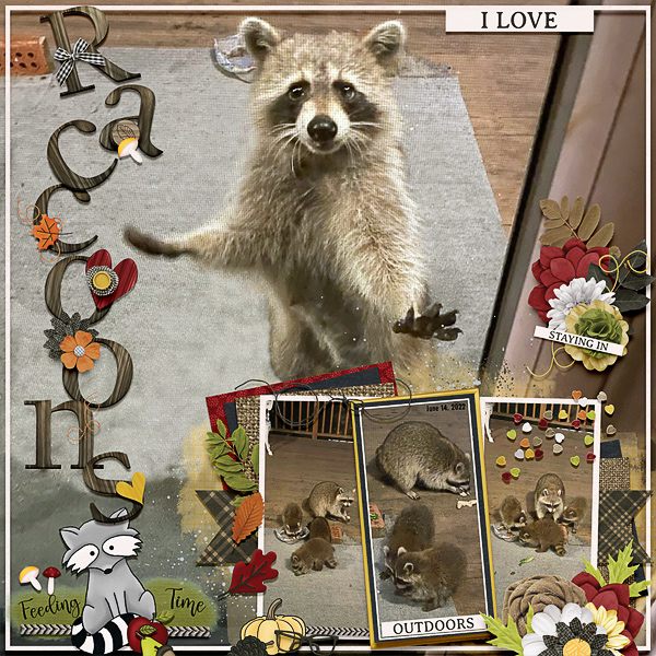 Raccoon Feeding Time