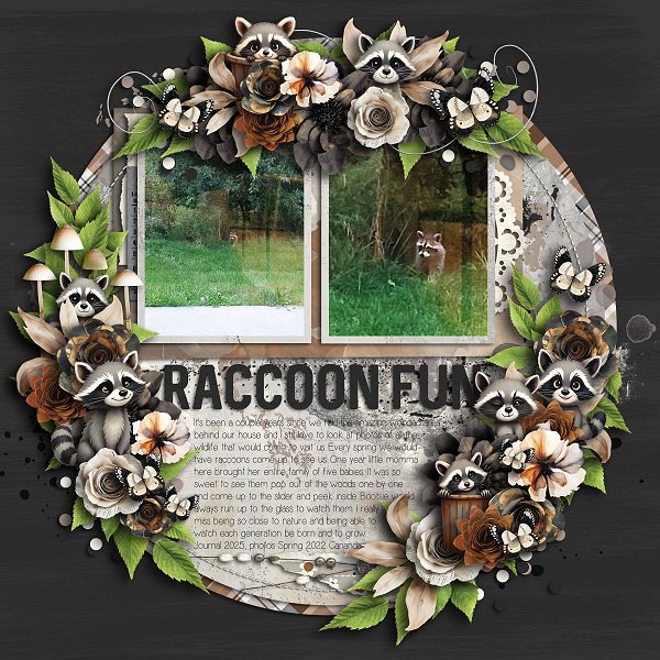 Raccoon Fun
