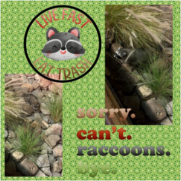 Raccoon.jpg