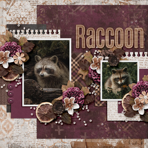 Raccoon
