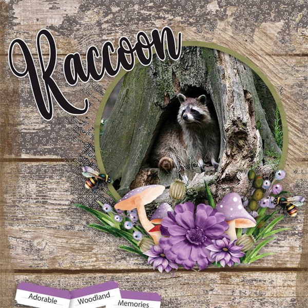 Raccoon