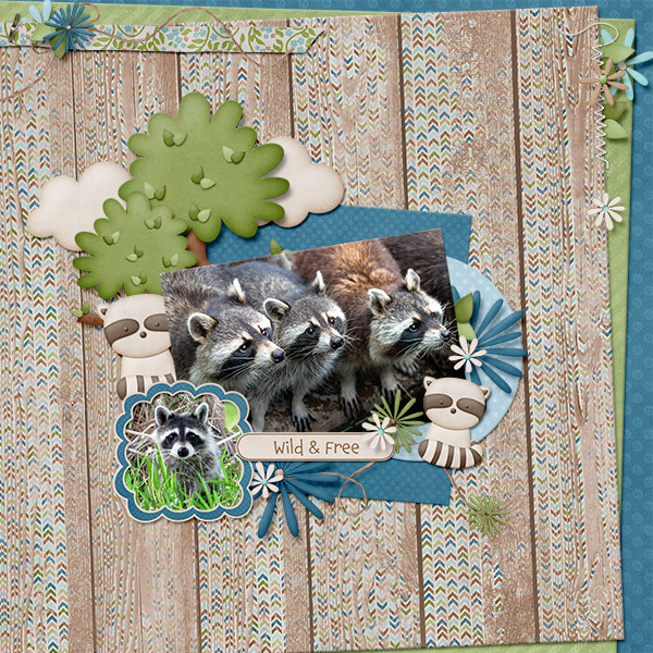 Raccoons