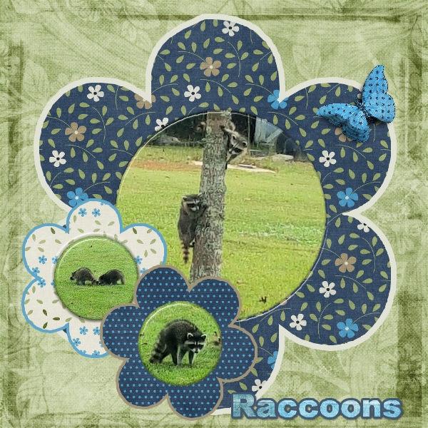 Raccoons