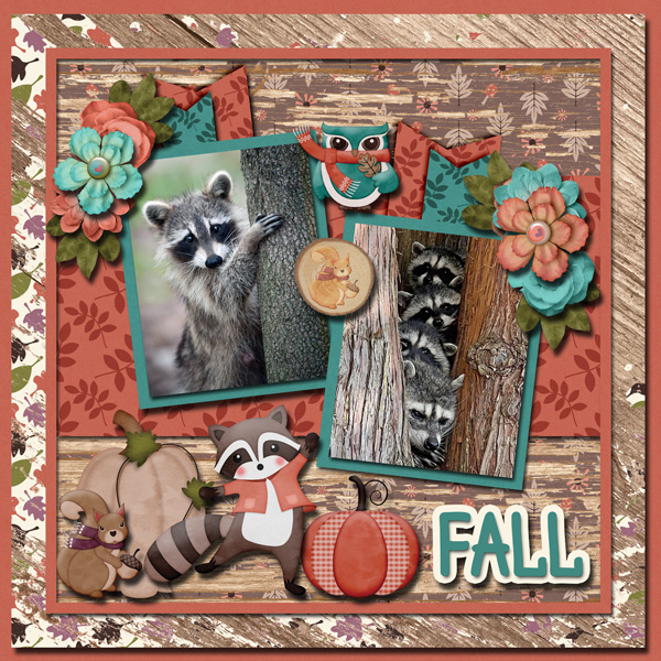 Raccoons