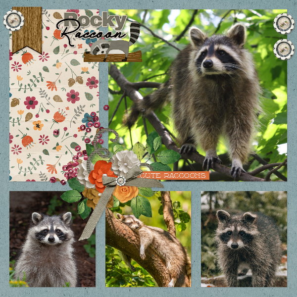 raccoons1