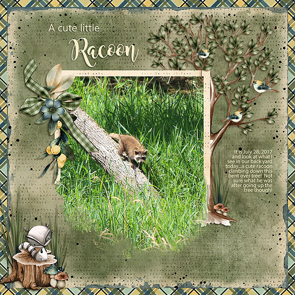 Racoon