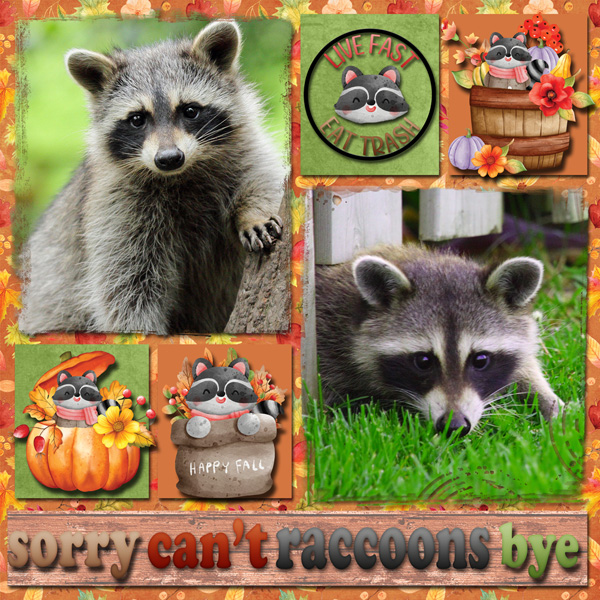 Racoons