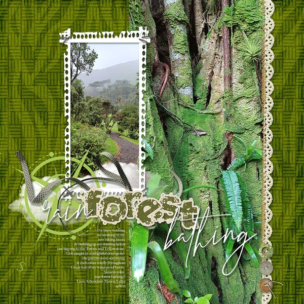 Rain Forest Bathing