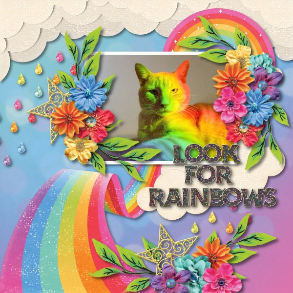 rainbow cat