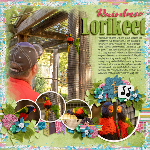 rainbow lorikeet