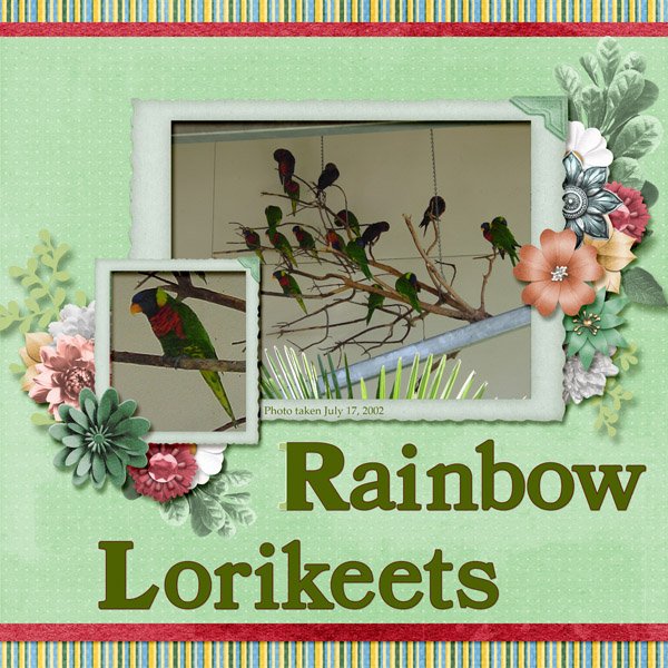 Rainbow Lorikeets small.jpg