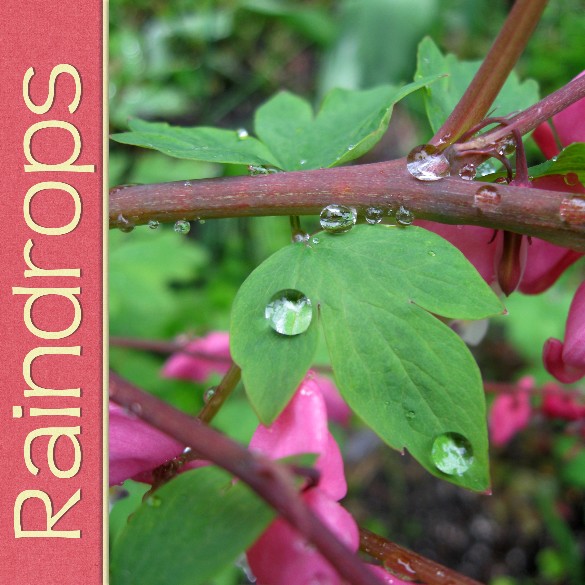 Raindrops