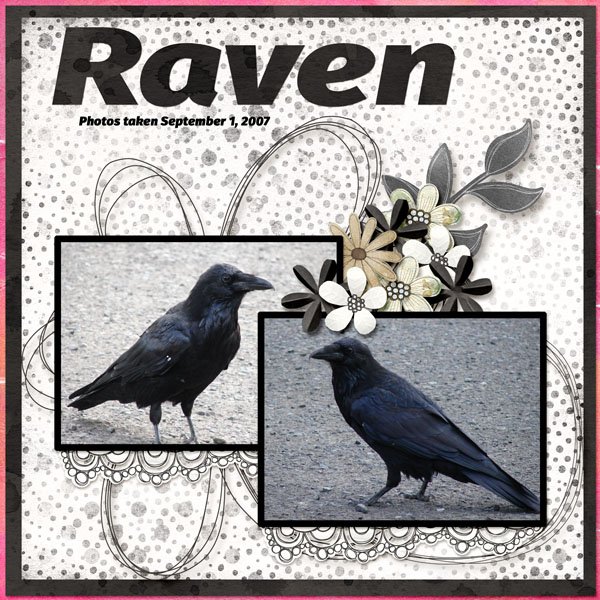 Raven small.jpg
