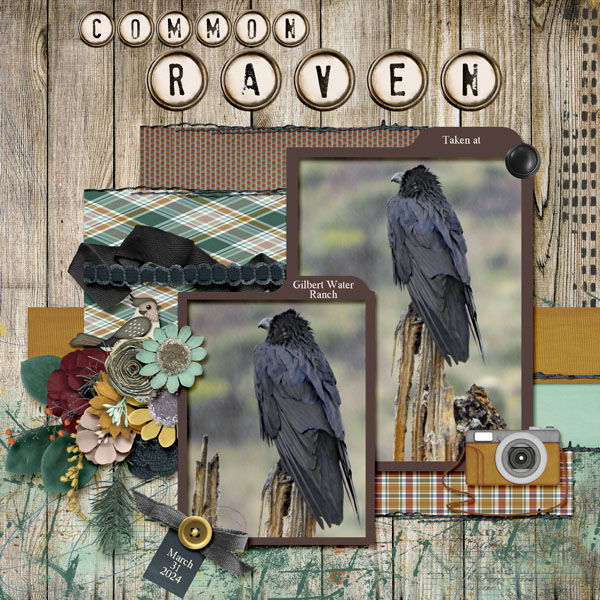 Raven_small