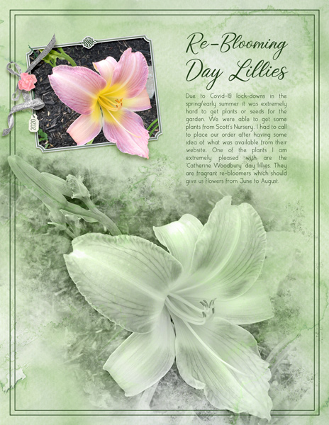 Re-Blooming Day Lillies