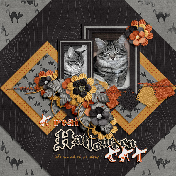 Real halloween cat