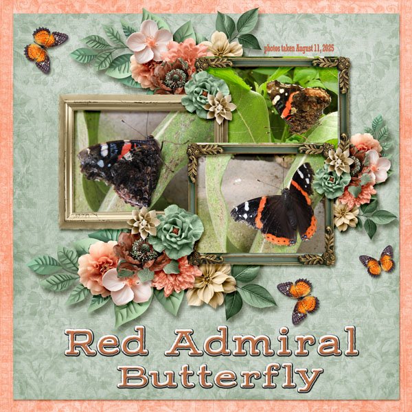 Red Admiral Butterfly small.jpg