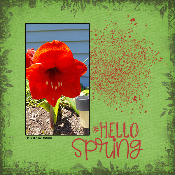 Red Amaryllis