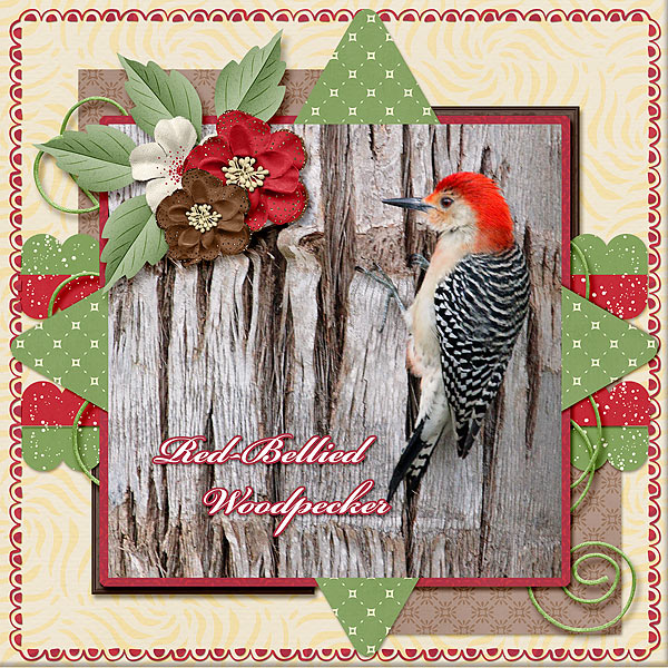 Red Bellied Woodpecker