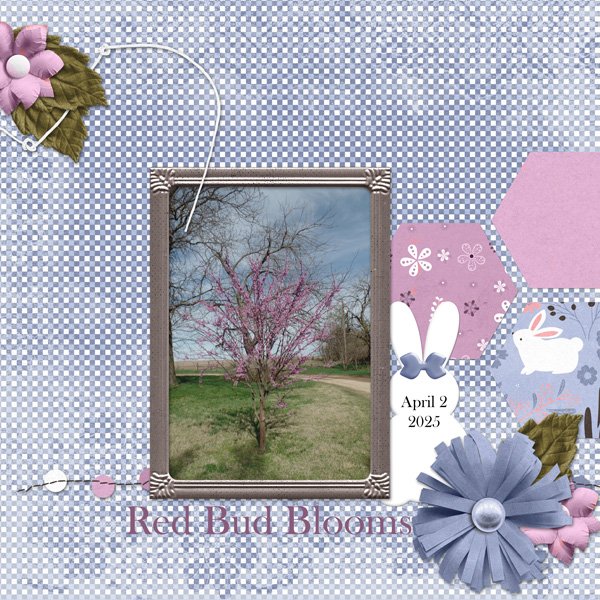 Red Bud Blooms
