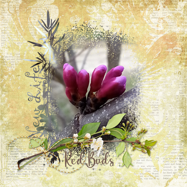 Red Buds