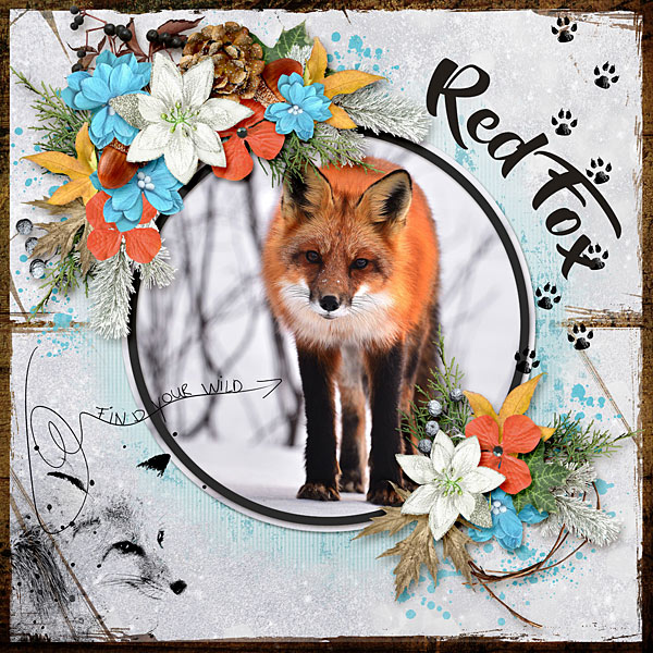 Red Fox