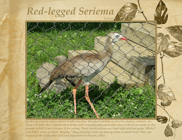 Red-legged Seriema