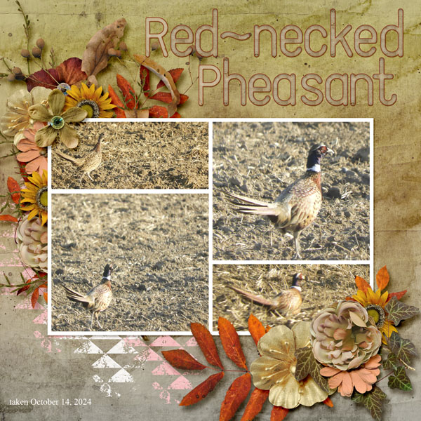 Red-necked_Pheasant_small