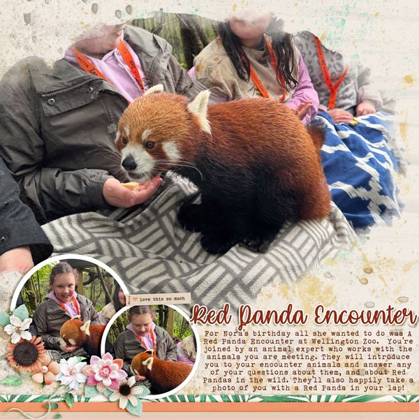 Red Panda Encounter