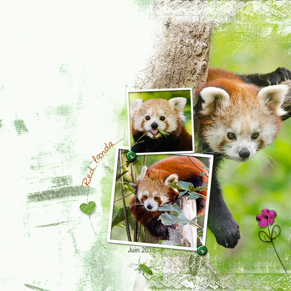 Red Panda