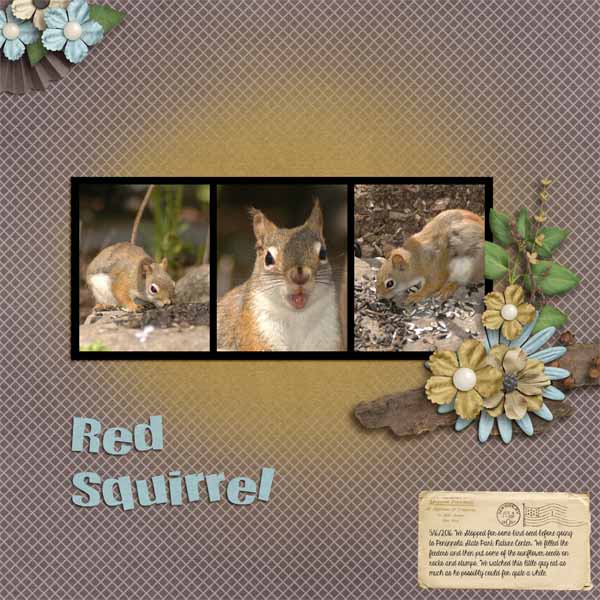 Red Squirrel