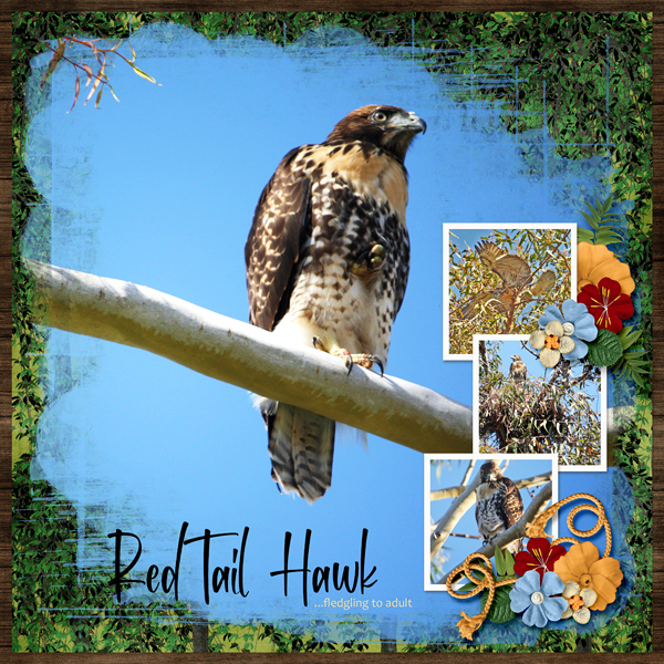 Red Tail Hawk