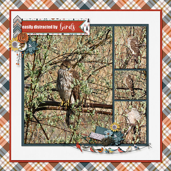 Red Tail Hawks