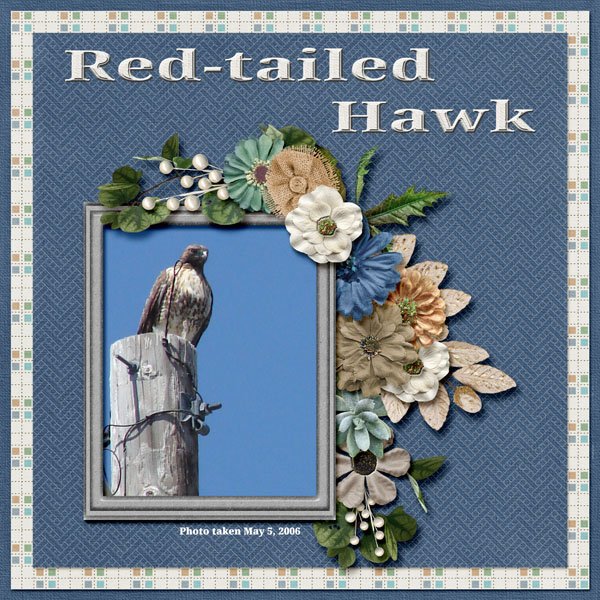 Red-tailed Hawk small.jpg