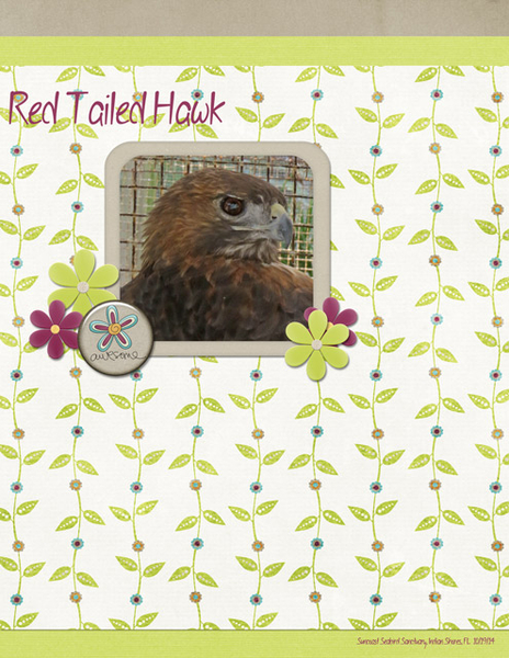Red Tailed Hawk