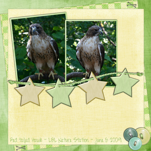 Red Tailed Hawk