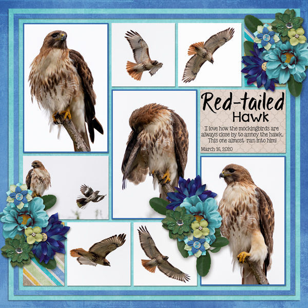 Red-tailed Hawk