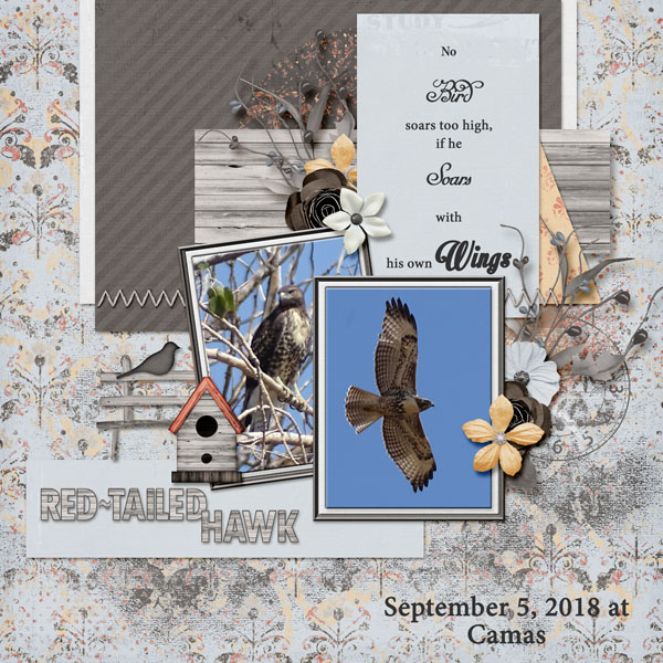 Red-Tailed_Hawk_small1