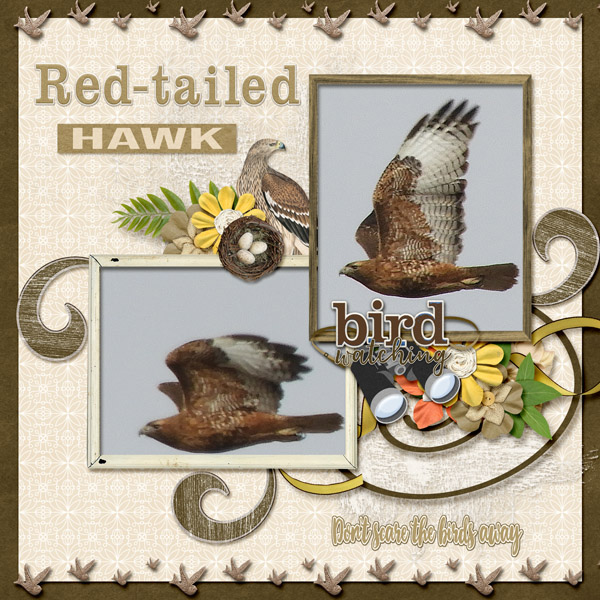red-tailed_hawk_small2