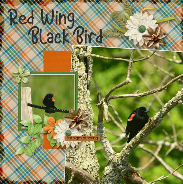 Red Wing Blackbird